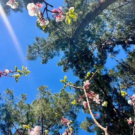 Hotel The Wish Palace *